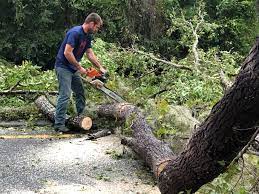 How Our Tree Care Process Works  in  Haltom City, TX