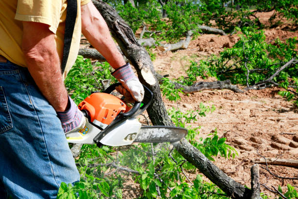 Tree and Shrub Care in Haltom City, TX